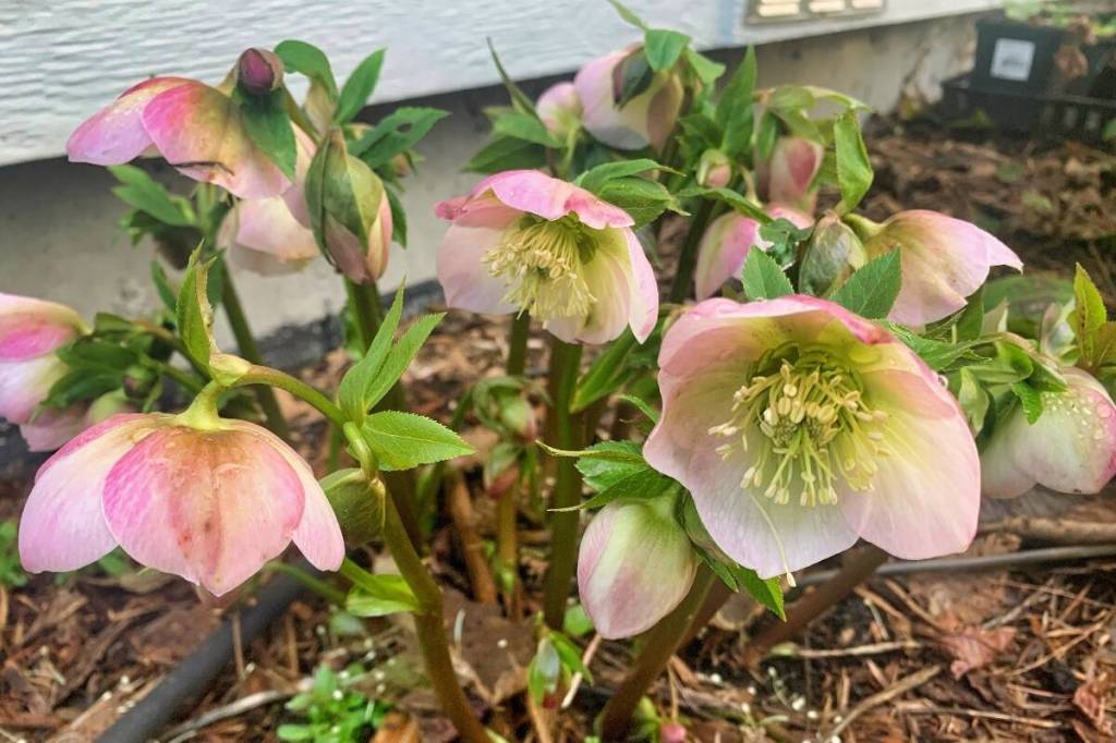 GARDENING: January showers bring February flowers